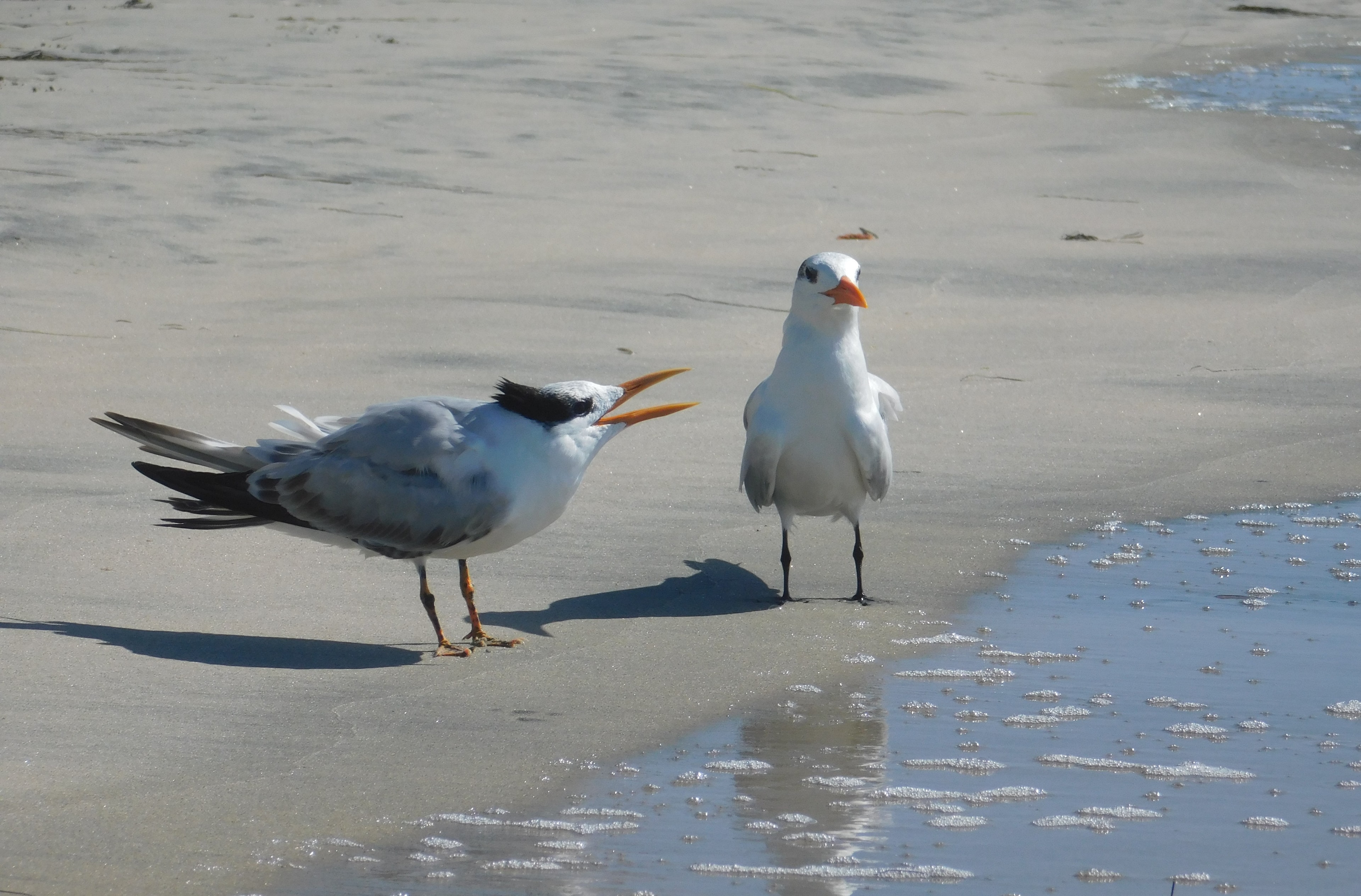 Birds on a sandy beach