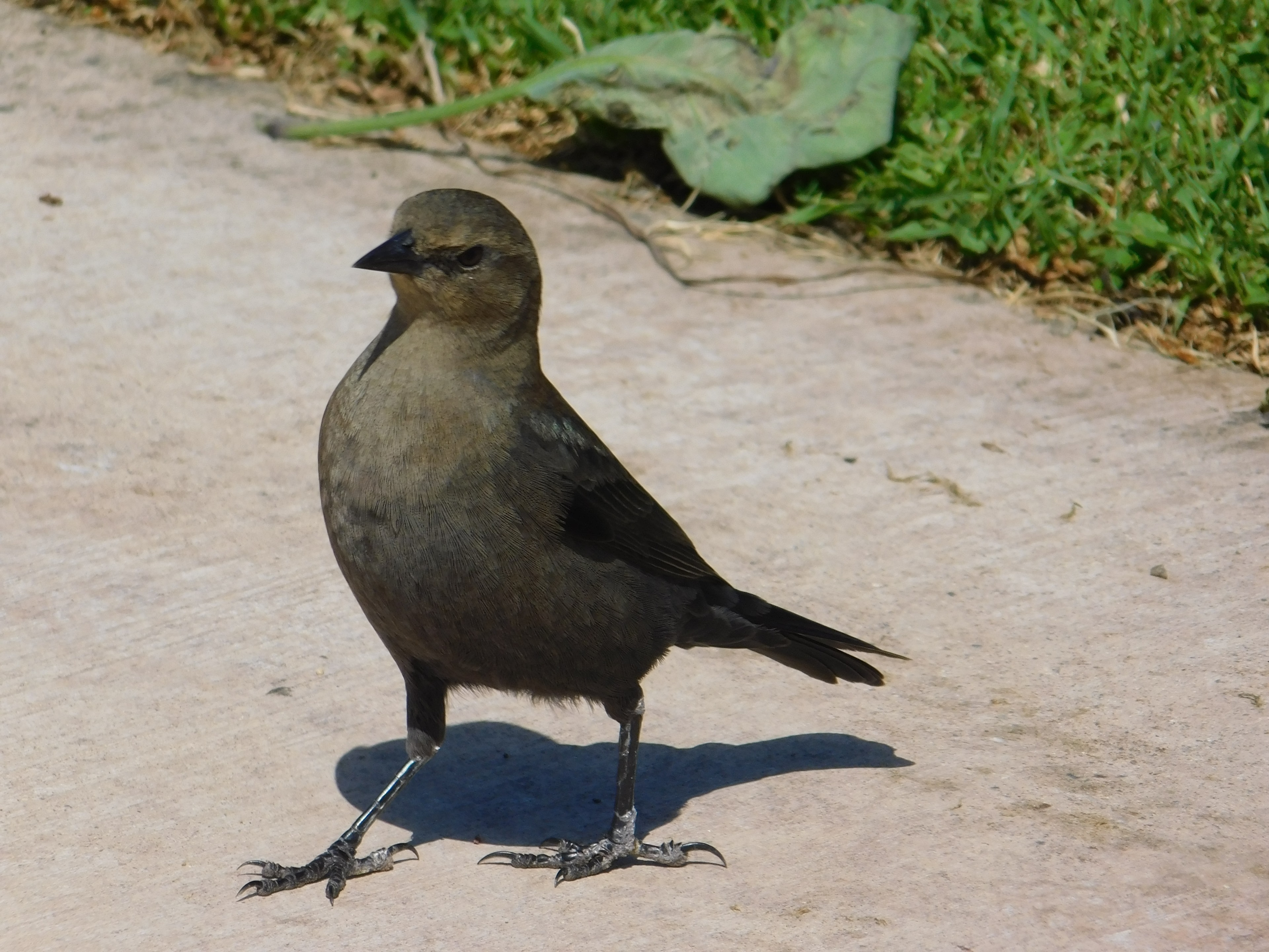 Small dark bird on the ground