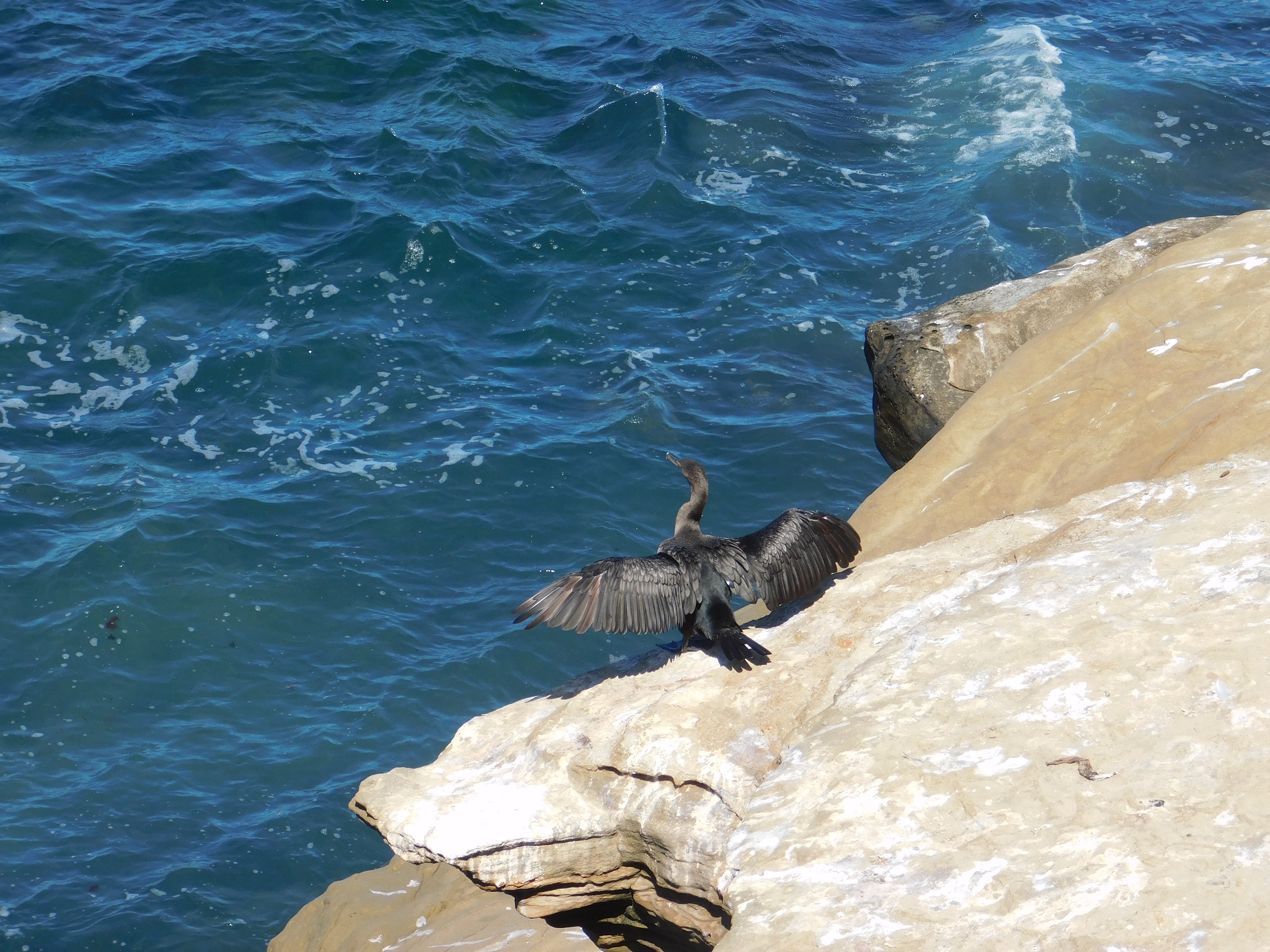Cormorant drying wings on a rocky shore