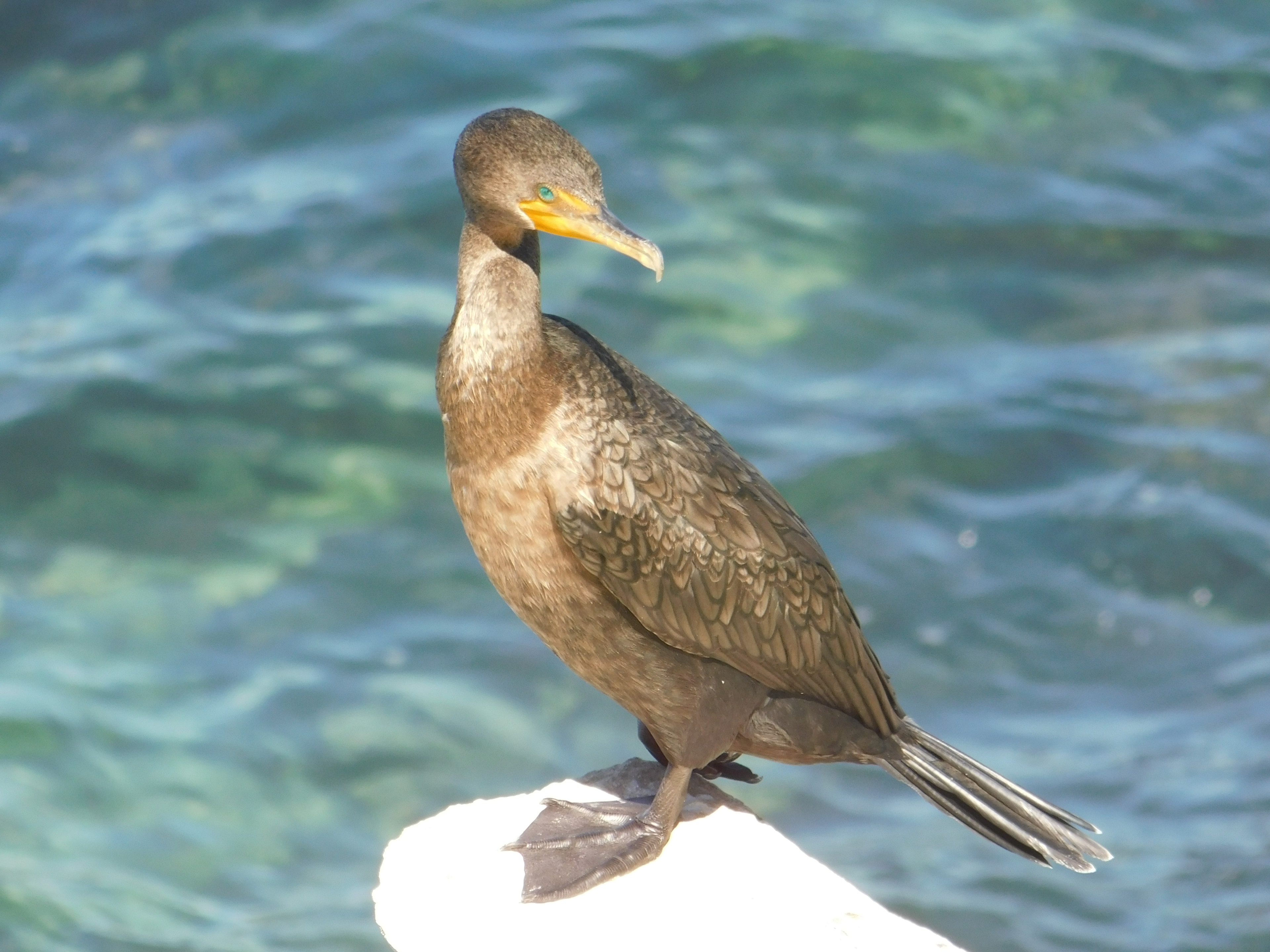 Cormorant perched on a white rock