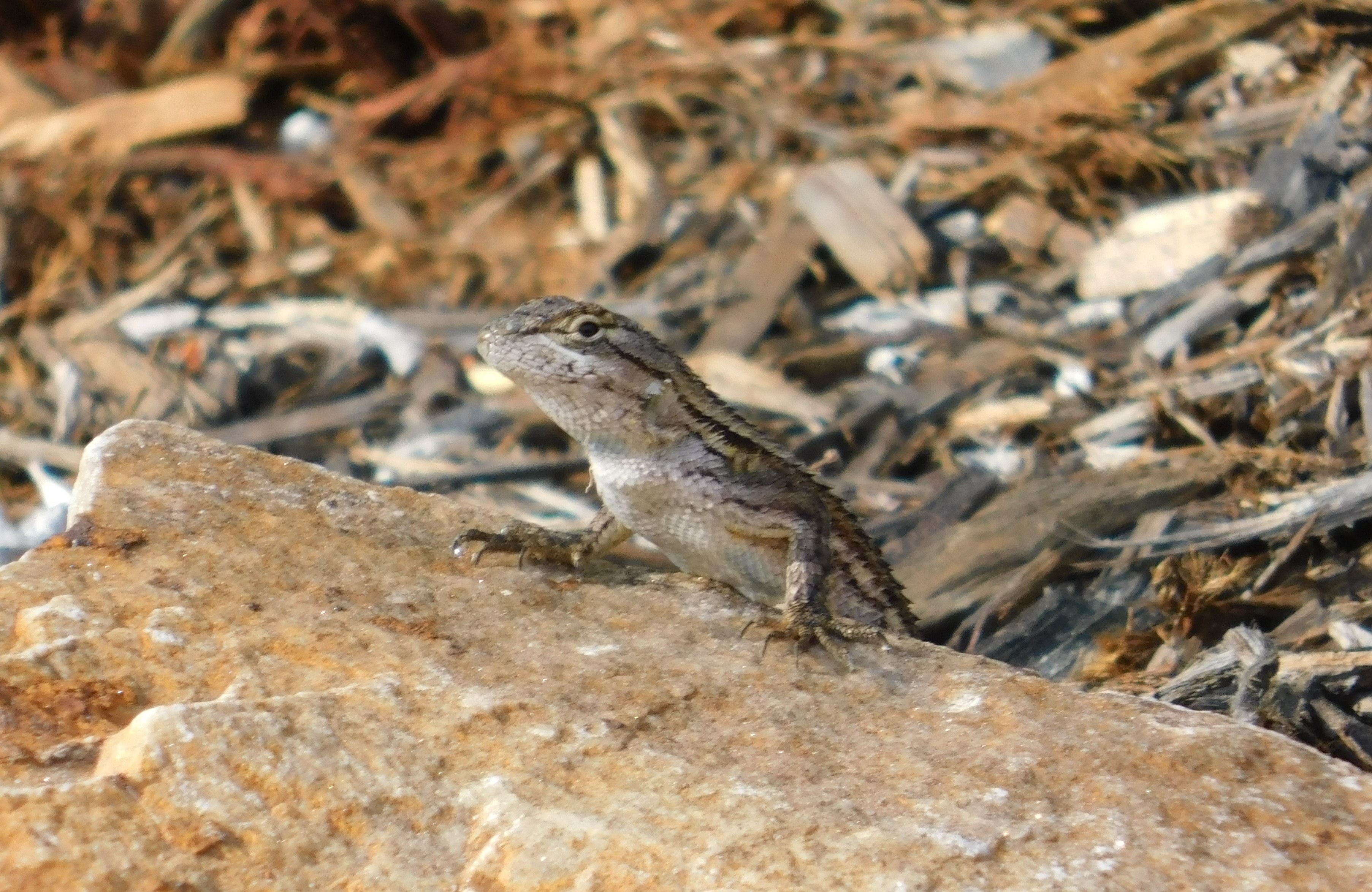 Lizard on rocky desert ground
