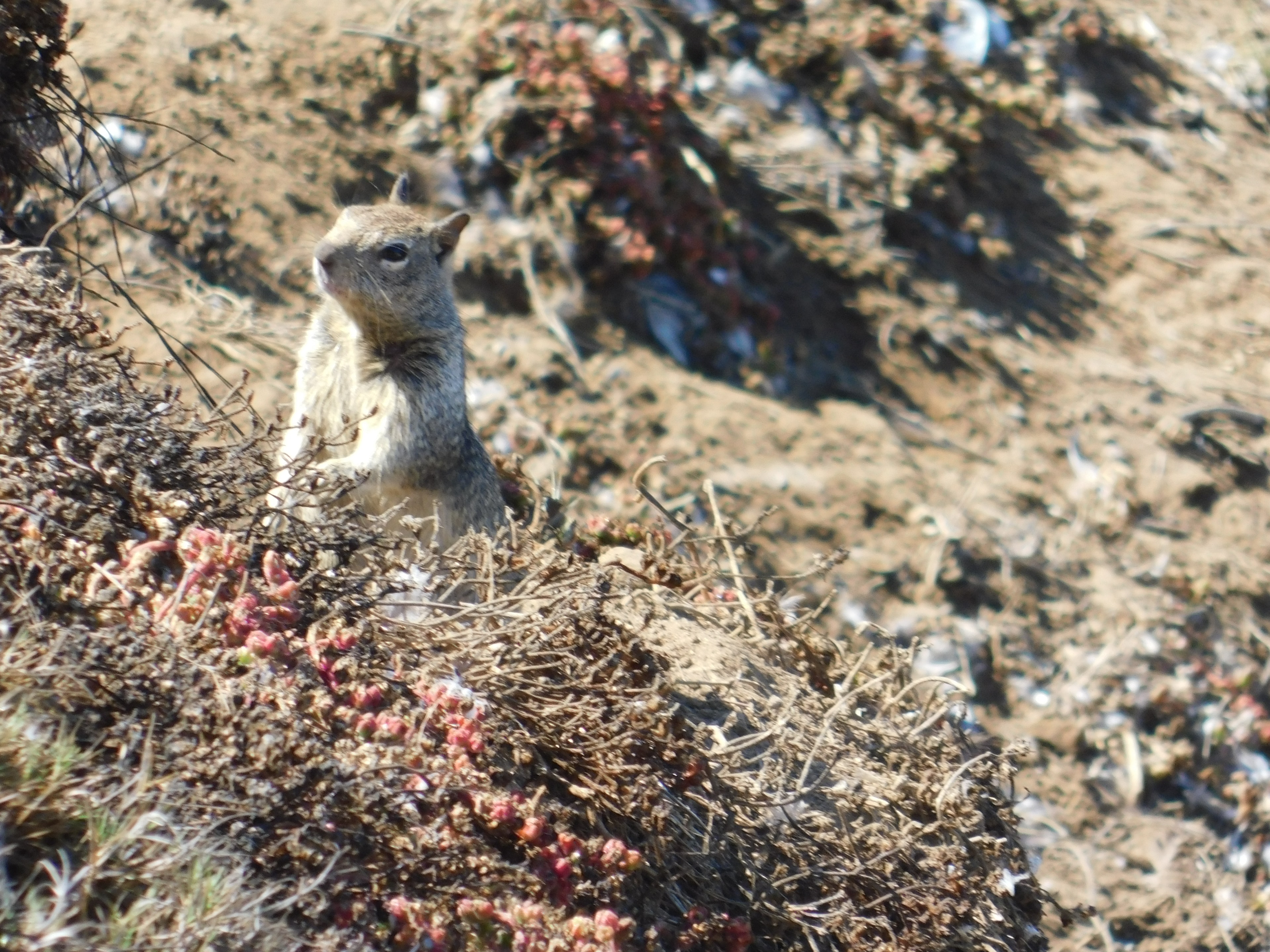 Meerkat standing alert