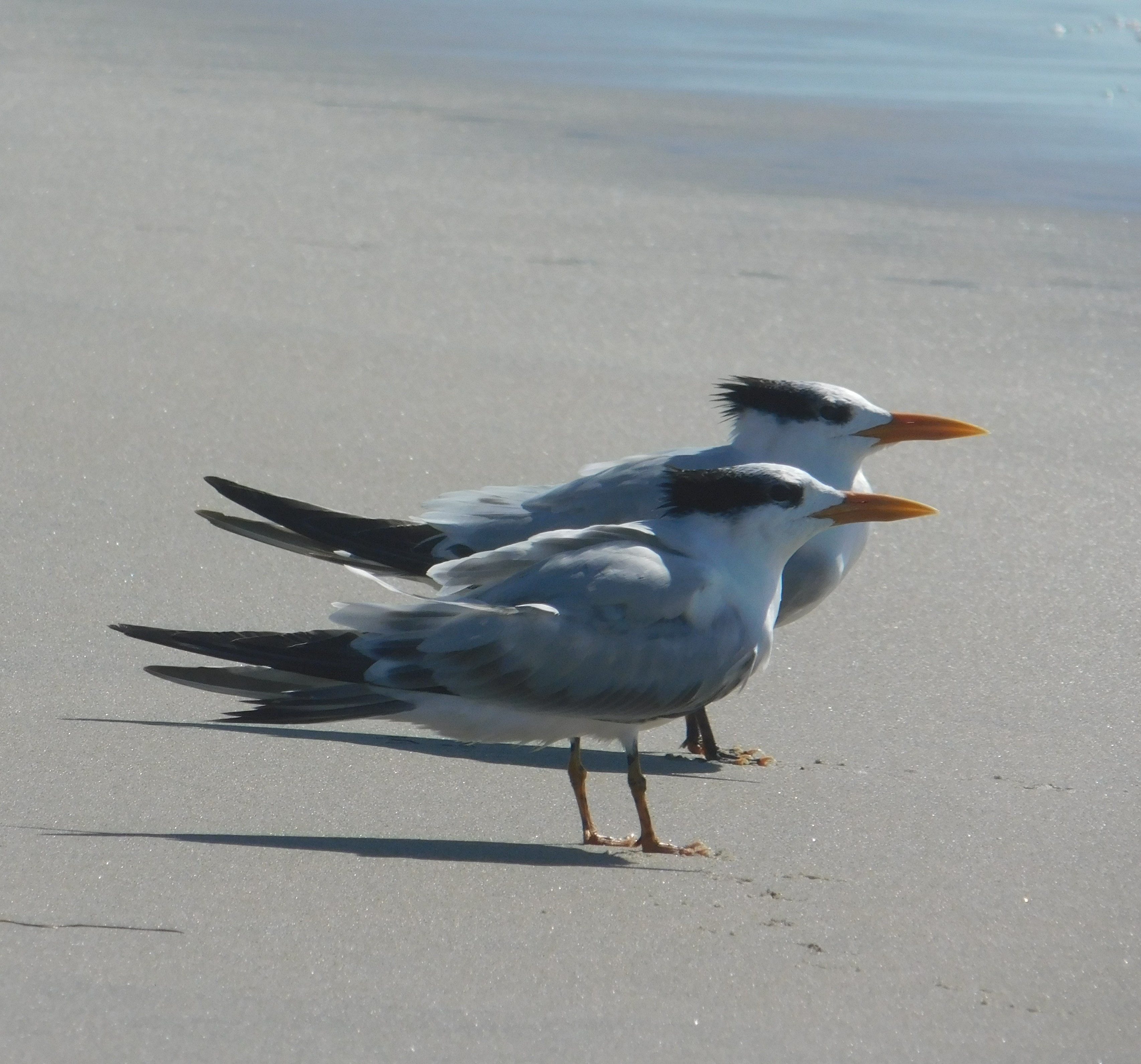 Two terns standing on a sandy beach