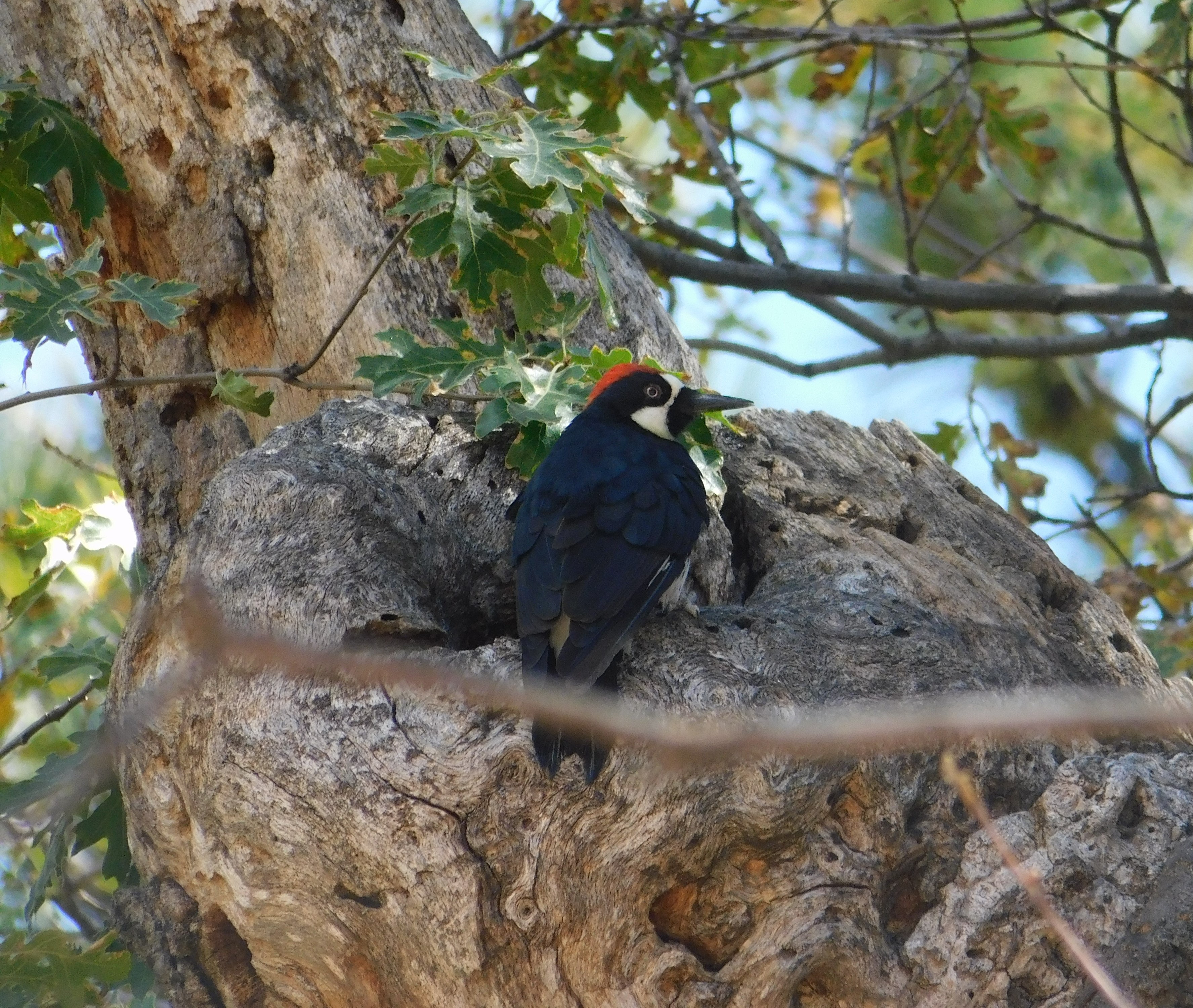 Black woodpecker perched on a tree trunk