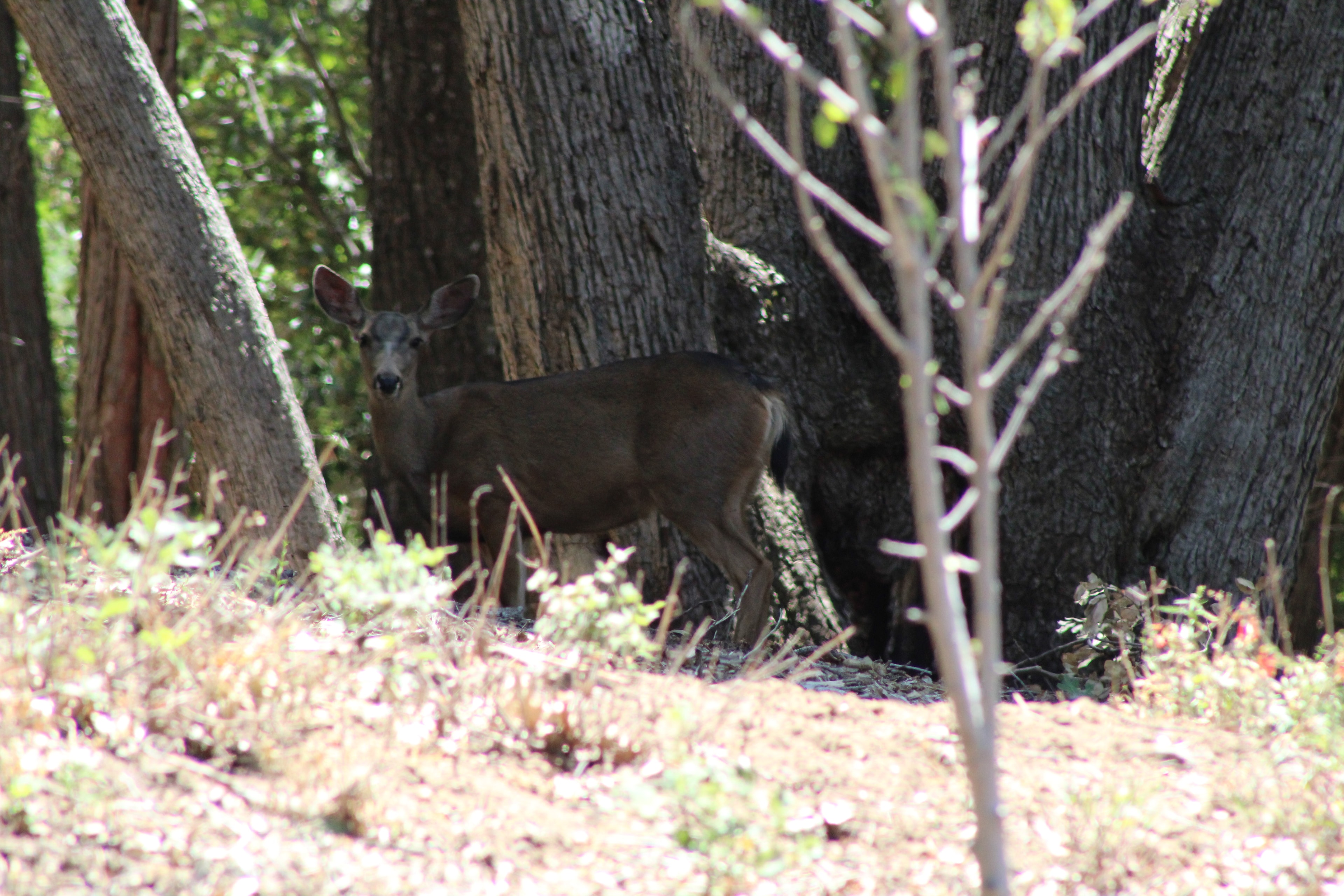 Curious fawn deer in the forest