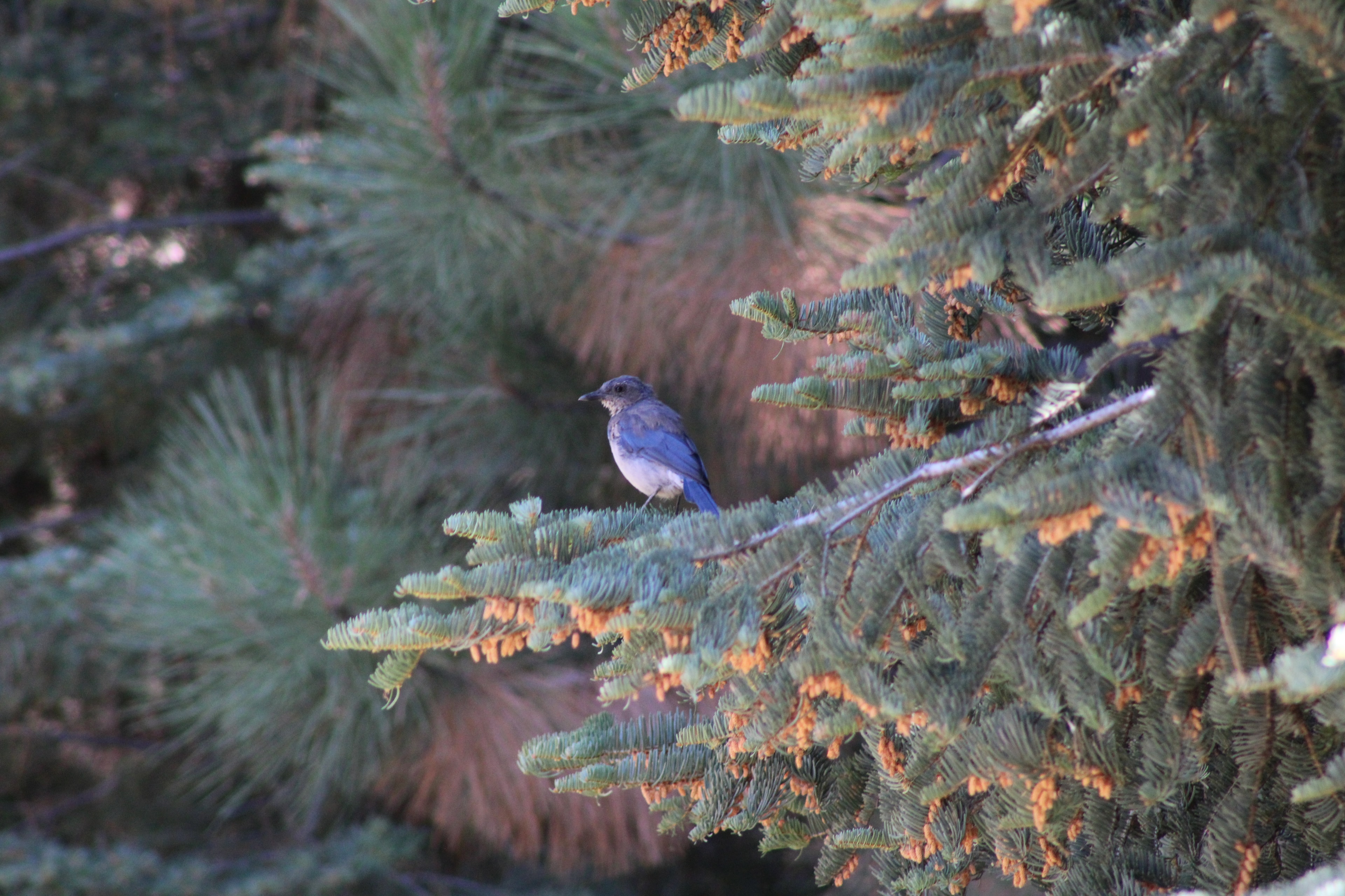 Squirrel camouflaged on a branch