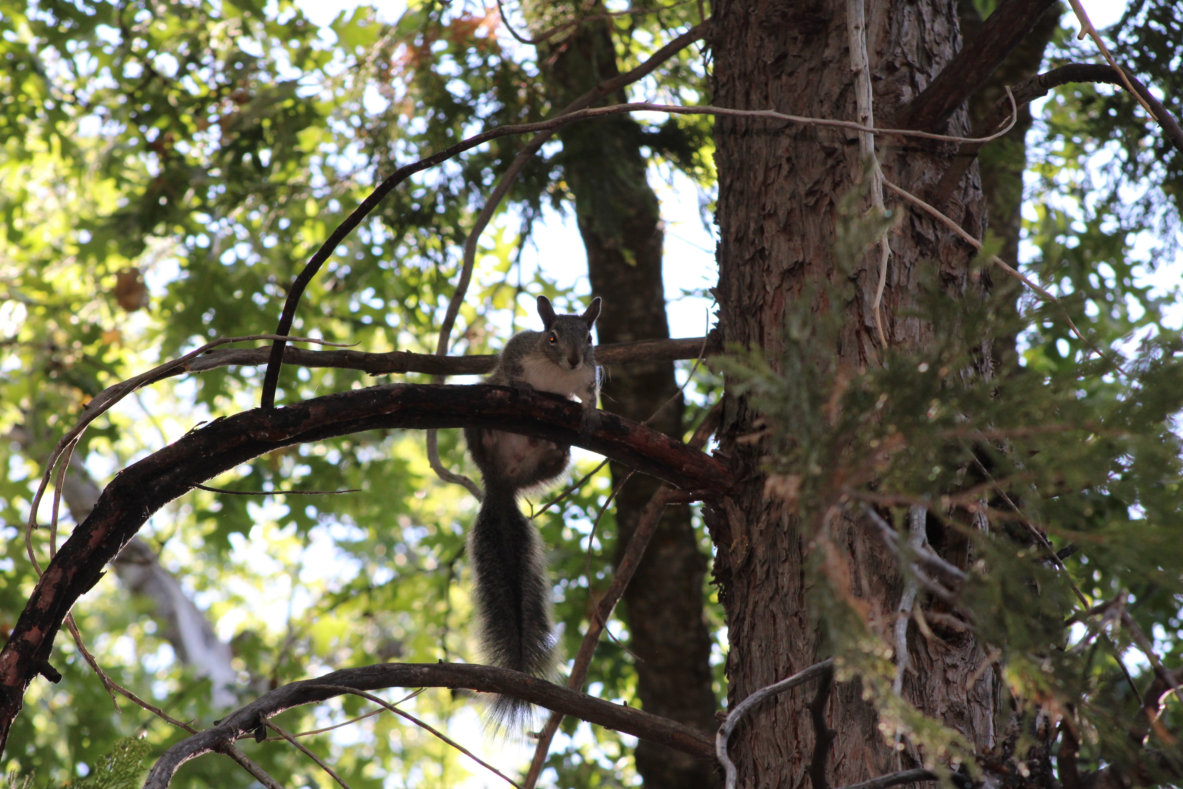 Curious squirrel on a branch