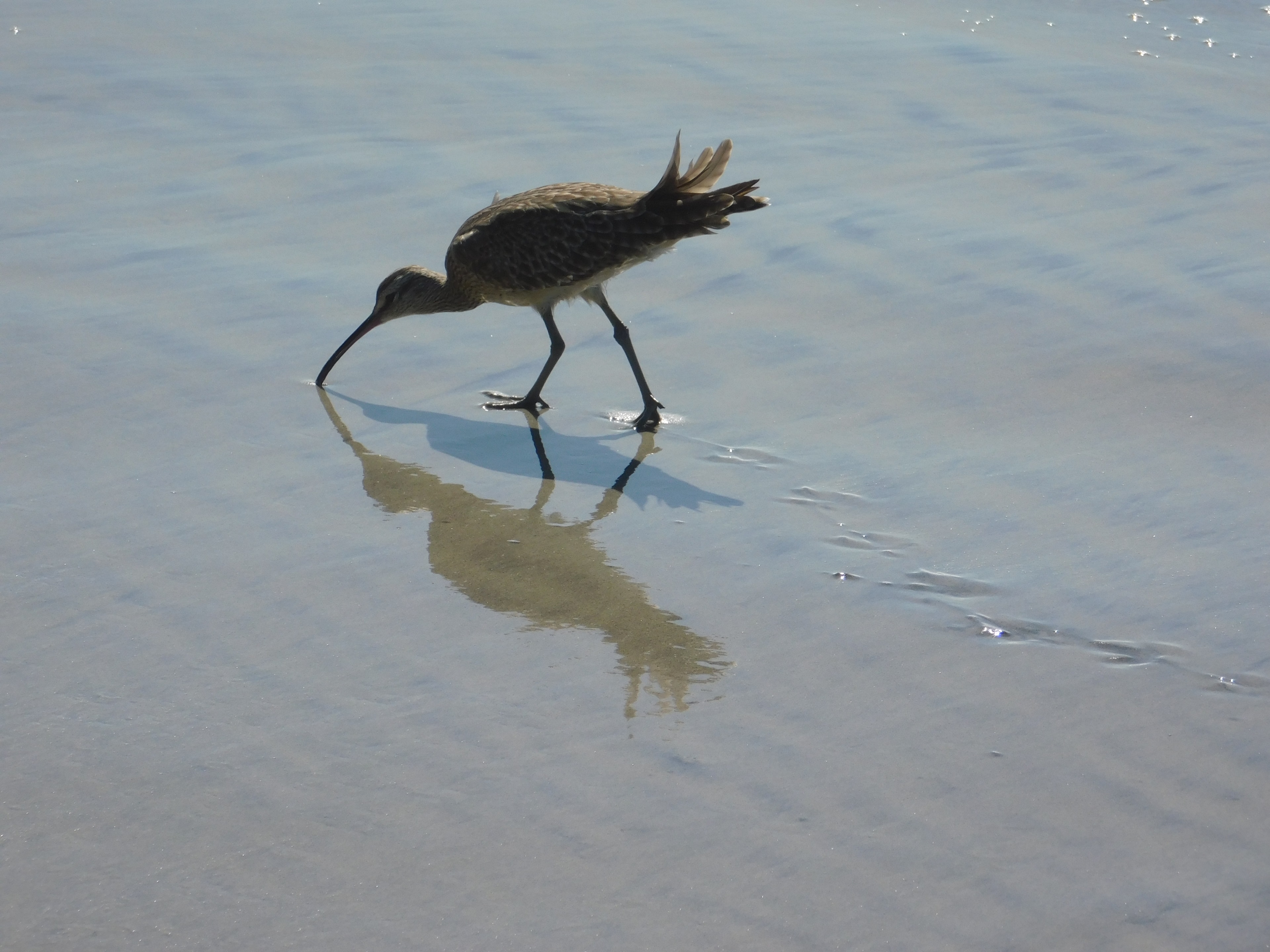 Two wading birds foraging