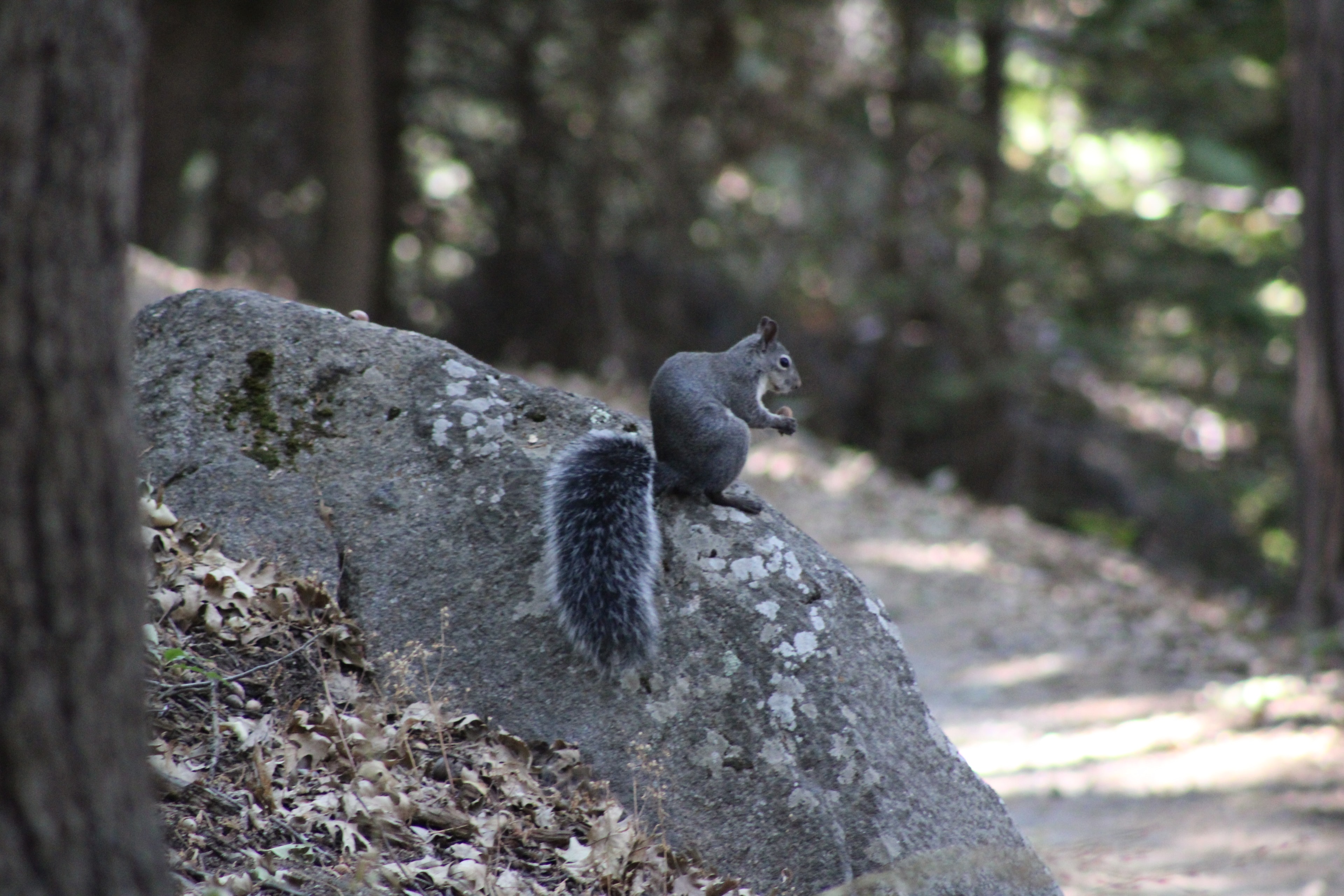 Woodpecker on a mossy rock