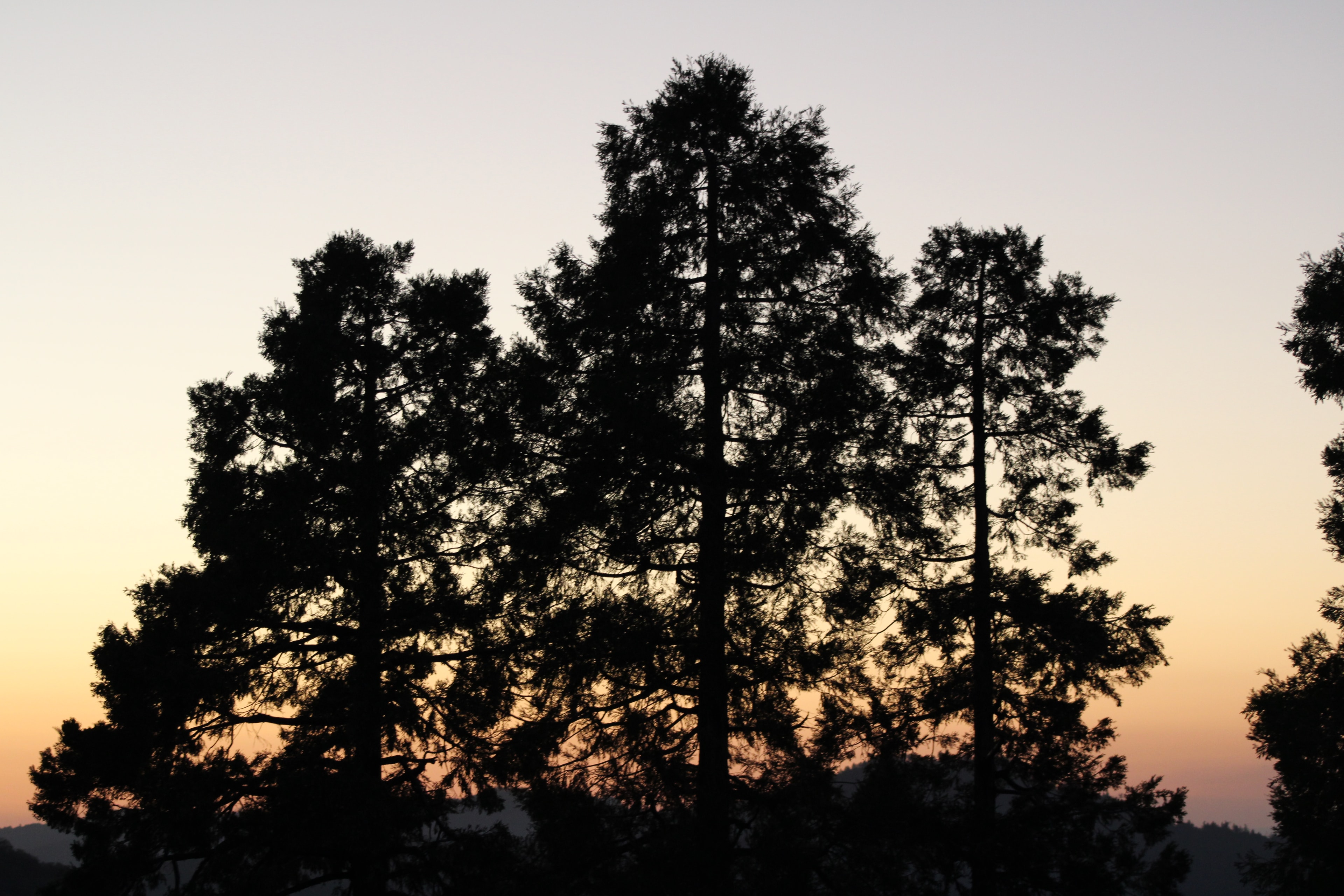 Palomar Mountain landscape